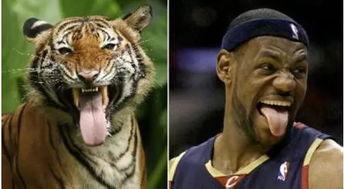 虎虎爱娱乐吃瓜