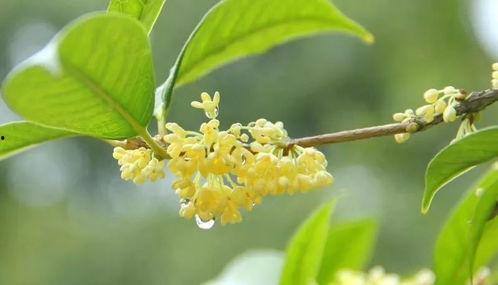 娱乐吃瓜酱桂花树下,桂花树下，揭秘娱乐圈那些不为人知的秘密