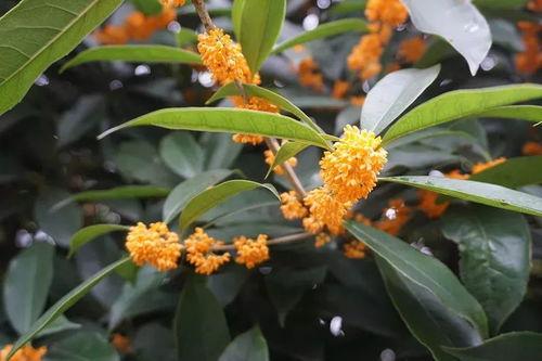 娱乐吃瓜酱桂花树下,桂花树下，揭秘娱乐圈那些不为人知的秘密